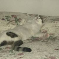 Tekir Kedi, Kedi  Boncuk fotoğrafı