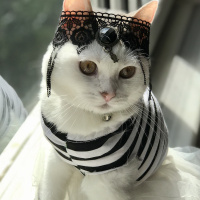 Tekir Kedi, Kedi  Paris fotoğrafı