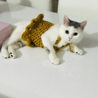 Tekir Kedi, Kedi  Paris fotoğrafı