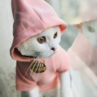 Tekir Kedi, Kedi  Paris fotoğrafı