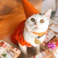 Tekir Kedi, Kedi  Paris fotoğrafı