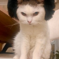 Tekir Kedi, Kedi  Paris fotoğrafı