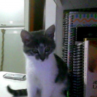 Tekir Kedi, Kedi  Lily fotoğrafı