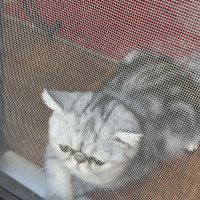 Exotic Shorthair, Kedi  Exotic shorthair ori fotoğrafı