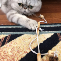 Exotic Shorthair, Kedi  Exotic shorthair ori fotoğrafı