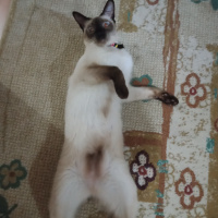 Siyam Kedisi, Kedi  Hera fotoğrafı