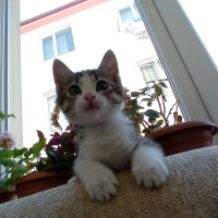 Tekir Kedi, Kedi  Ceku fotoğrafı