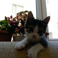 Tekir Kedi, Kedi  Ceku fotoğrafı