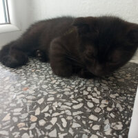 Scottish Fold, Kedi  Gümüş fotoğrafı