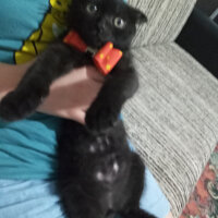 Scottish Fold, Kedi  Gümüş fotoğrafı