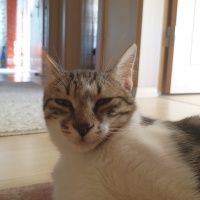 Tekir Kedi, Kedi  Kiki fotoğrafı
