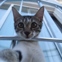 Tekir Kedi, Kedi  Kiki fotoğrafı