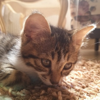 Tekir Kedi, Kedi  Kiki fotoğrafı