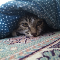 Tekir Kedi, Kedi  Kiki fotoğrafı