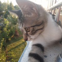 Tekir Kedi, Kedi  Kiki fotoğrafı
