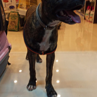 Amerikan Pitbull Terrier, Köpek  Tyson fotoğrafı