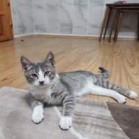 Tekir Kedi, Kedi  Gümüş fotoğrafı