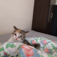 Tekir Kedi, Kedi  Hera fotoğrafı