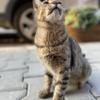 Tekir Kedi, Kedi  Blanc fotoğrafı