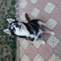 Sibirya Kurdu (Husky), Köpek  Buz ve Hera fotoğrafı