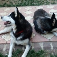 Sibirya Kurdu (Husky), Köpek  Buz ve Hera fotoğrafı