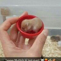 Hamster, Kemirgen  leblebi  fotoğrafı