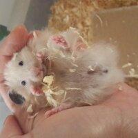 Hamster, Kemirgen  leblebi  fotoğrafı