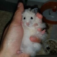 Hamster, Kemirgen  leblebi  fotoğrafı