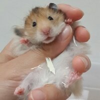 Hamster, Kemirgen  leblebi  fotoğrafı