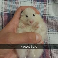 Hamster, Kemirgen  leblebi  fotoğrafı