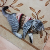 Scottish Fold, Kedi  Yeti fotoğrafı