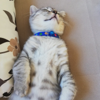 Scottish Fold, Kedi  Yeti fotoğrafı