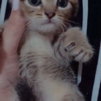 British Shorthair, Kedi  Paşa fotoğrafı