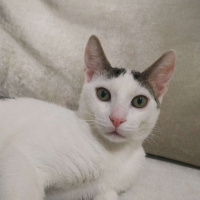 Tekir Kedi, Kedi  Bıdık fotoğrafı