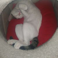 Tekir Kedi, Kedi  Bıdık fotoğrafı