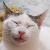 Tekir Kedi, Kedi  Bıdık fotoğrafı