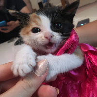 Tekir Kedi, Kedi  Âla fotoğrafı