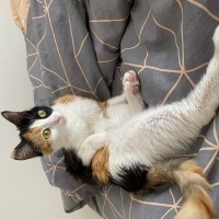 Tekir Kedi, Kedi  Âla fotoğrafı