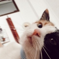 Tekir Kedi, Kedi  Âla fotoğrafı