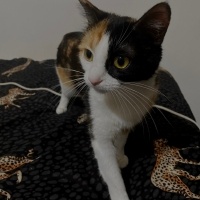 Tekir Kedi, Kedi  Âla fotoğrafı
