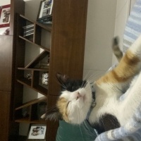 Tekir Kedi, Kedi  Âla fotoğrafı
