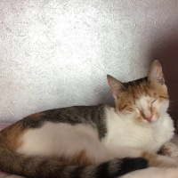 Tekir Kedi, Kedi  kahve fotoğrafı