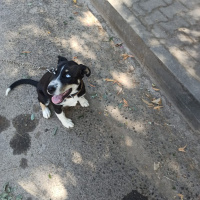 Sibirya Kurdu (Husky), Köpek  Maviş fotoğrafı