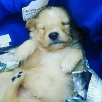 Golden Retriever, Köpek  Guffy fotoğrafı