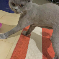 British Shorthair, Kedi  Hırço fotoğrafı