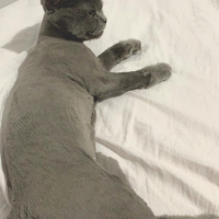 British Shorthair, Kedi  Hırço fotoğrafı