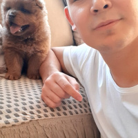 Chow Chow (çin Aslanı), Köpek  Mars fotoğrafı