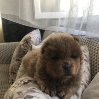 Chow Chow (çin Aslanı), Köpek  Mars fotoğrafı