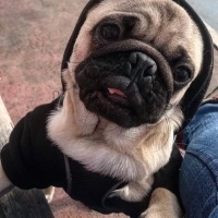 Pug, Köpek  Cookie fotoğrafı