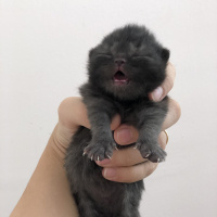 British Shorthair, Kedi  Pati fotoğrafı